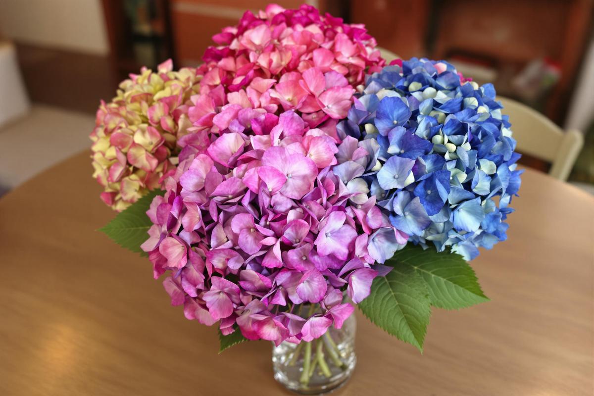 Comment faire sécher des hortensias en gardant leur couleur ?