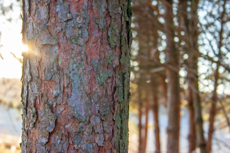 eco-bois-du-nord-pin-rouge-du-nord-pin-du-nord-rouge-pin-nord-rouge-decouvrez-les-aspects-cles