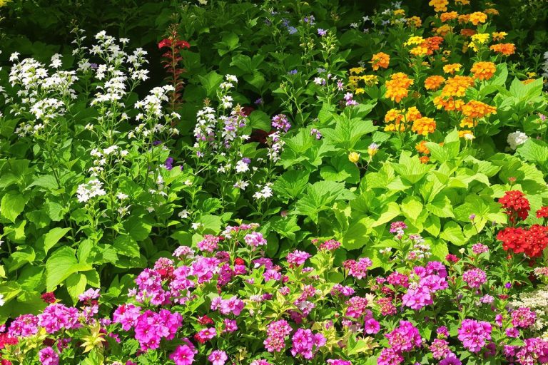 6 vivaces couvre-sol incontournables pour embellir vos espaces verts.jpg