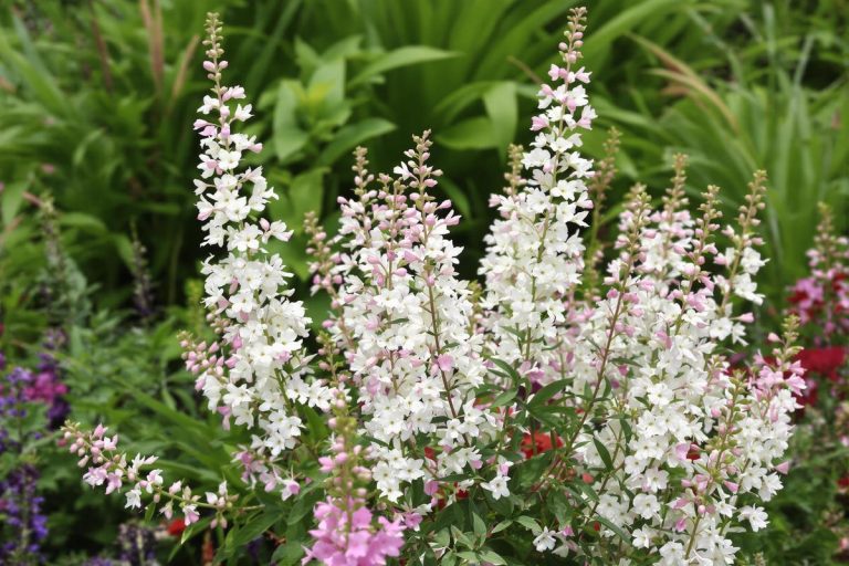 Cette plante vivace sublime fleurit 8 mois sur 12 sans entretien.jpg