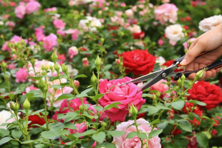 Comment les pros gardent leurs rosiers sans pucerons grâce à ce geste simple ?.jpg