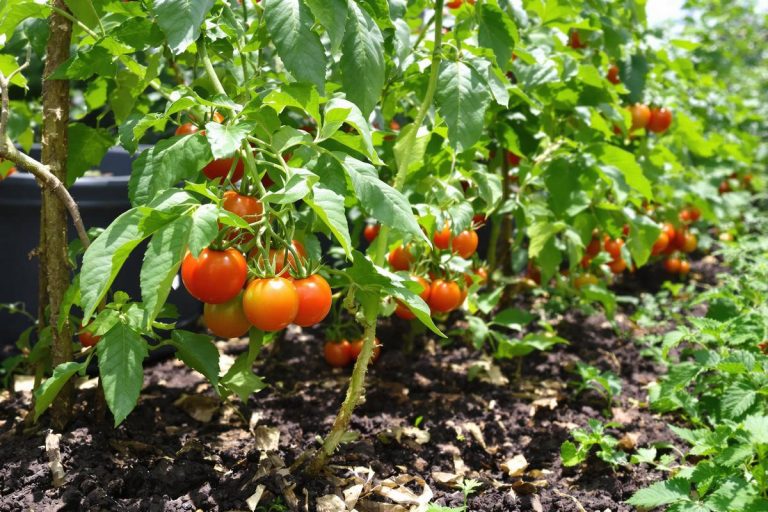 Doublez votre récolte de tomates cette année : l'engrais méconnu pour cette saison.jpg