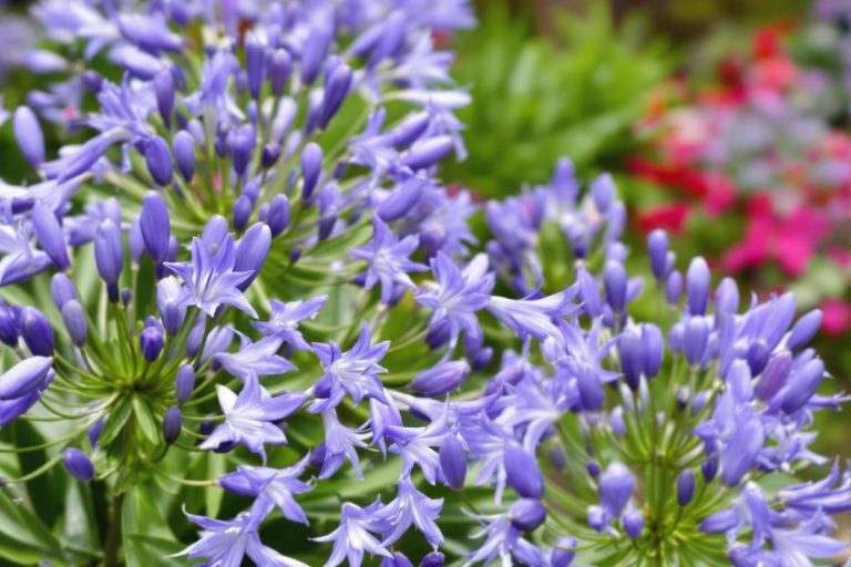 Faut-il couper les feuilles des agapanthes ?.jpg