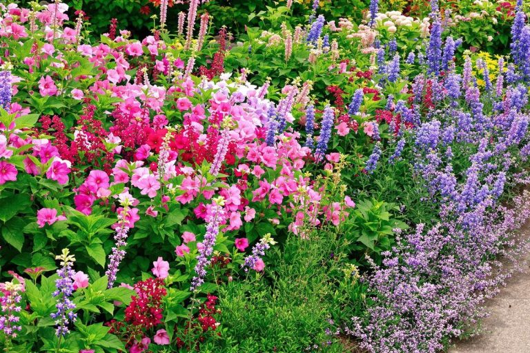 Les 6 meilleures vivaces couvre-sol pour embellir votre jardin et réduire l'entretien.jpg