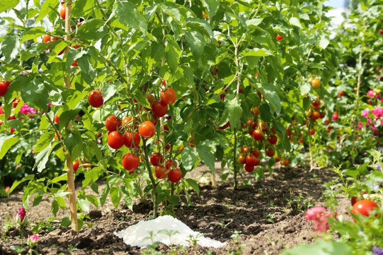 Pourquoi mettre du bicarbonate de soude au pied des tomates peut transformer votre jardin ?.jpg