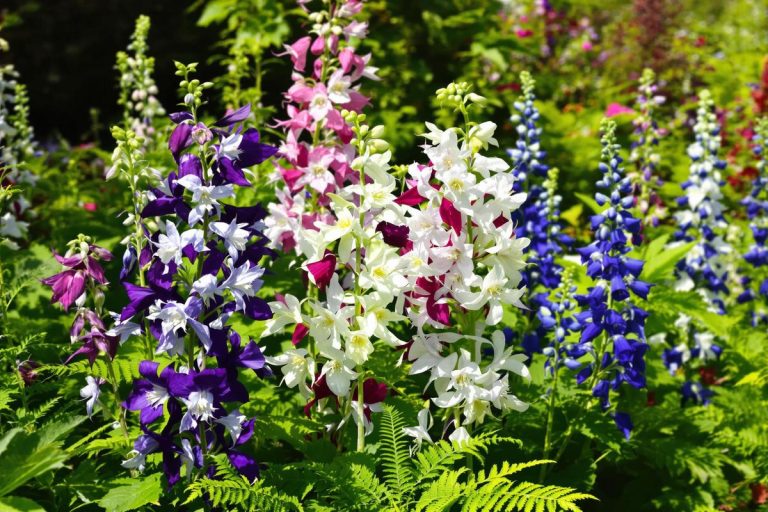 À peine plantée, elle fait de l’ombre aux reines du jardin : la vivace qui change tout en mai.jpg
