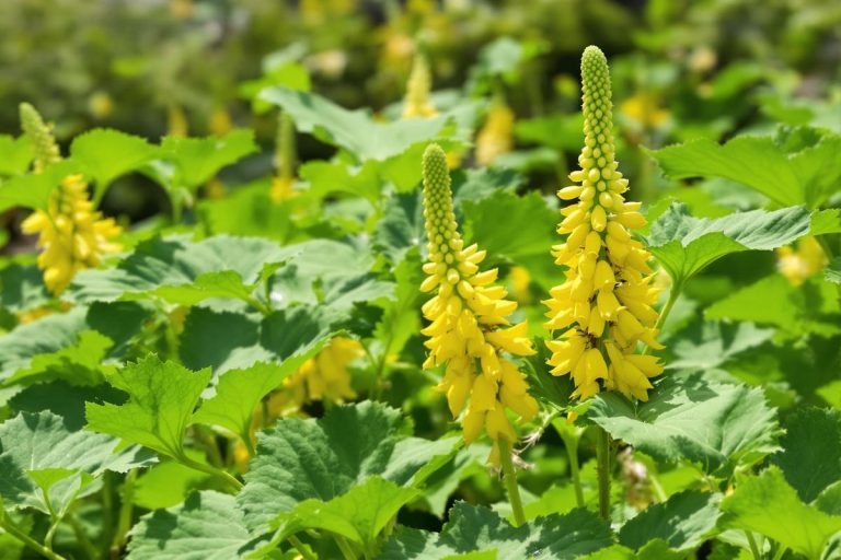 Au potager : ce geste sur les courgettes en mai déclenche une récolte explosive (et il ne prend que 30 secondes).jpg