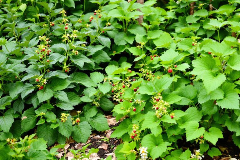 Ce coin délaissé du jardin peut devenir ultra productif (et comestible) avec seulement 2 plantes bien choisies.jpg