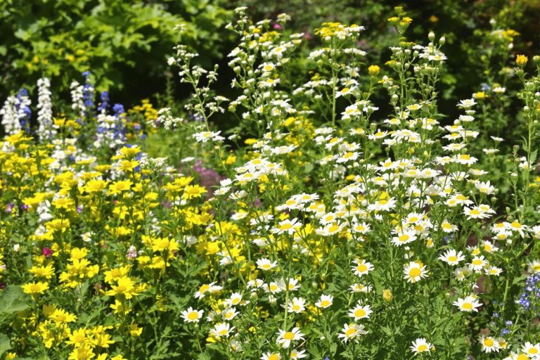 Ces 4 fleurs méconnues vous protègent des tiques naturellement… et embellissent votre jardin sans effort !.jpg