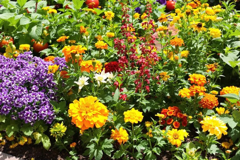 Ces 4 fleurs modifient le sol et protègent vos légumes naturellement : voici celles à planter en mai.jpg