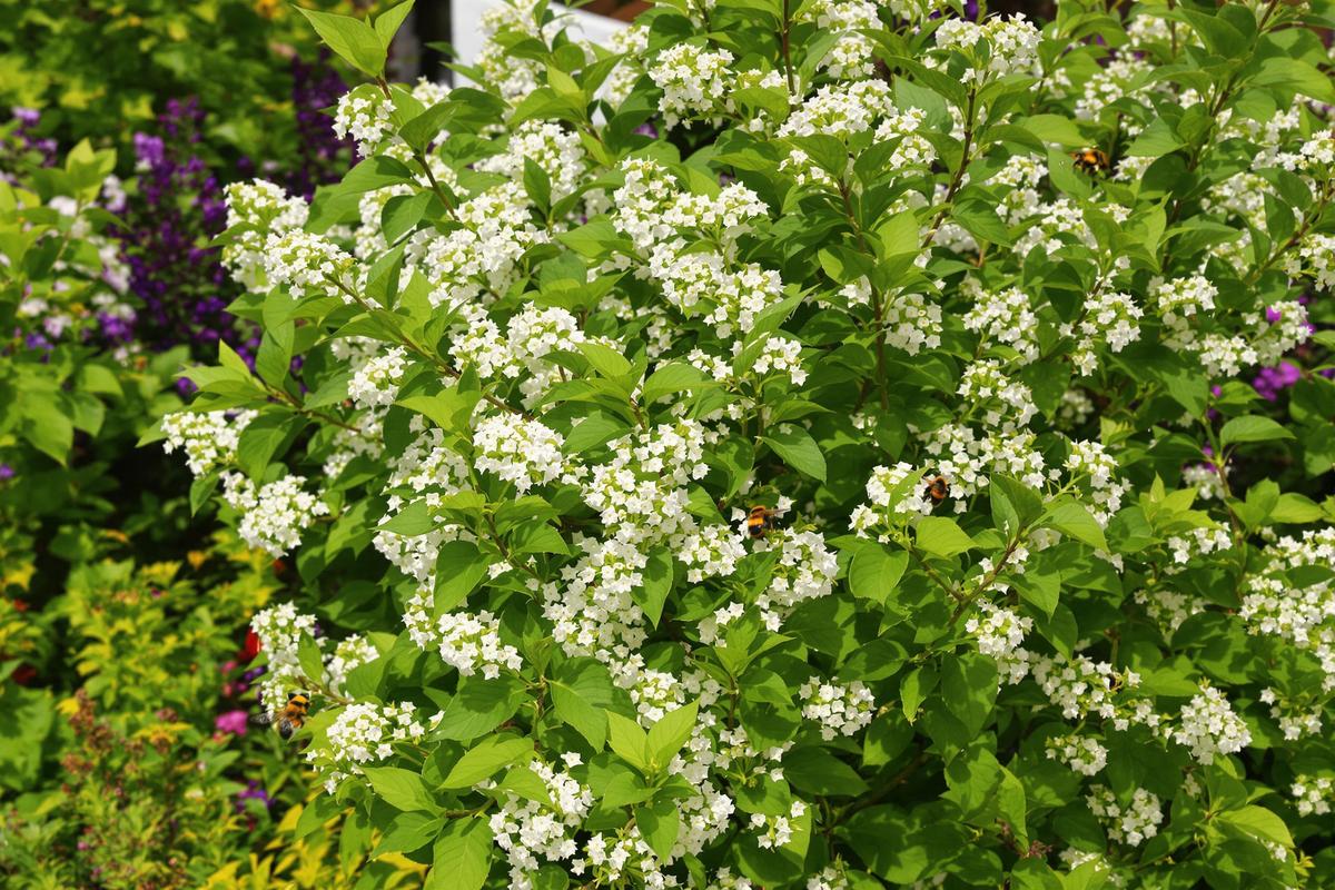 Cet arbuste qui ne craint pas la sécheresse offre une alternative idéale à la lavande (et il attire les abeilles).jpg