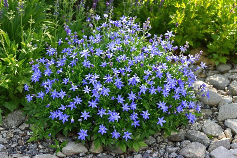 Elle fleurit des mois, couvre le sol, ne demande rien… et c’est sans doute la plus belle vivace du moment.jpg