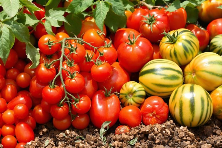 Elles poussent sans effort, même pour les débutants : ces 4 variétés de tomates font l’unanimité au potager.jpg