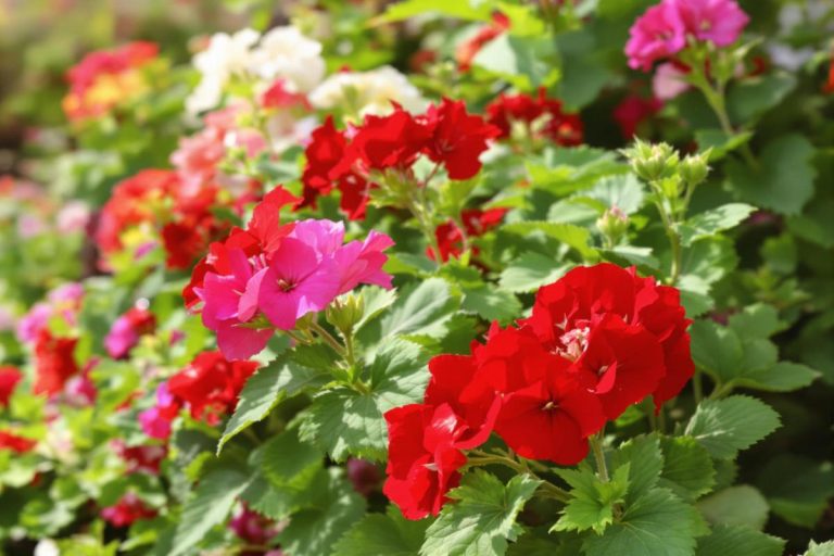 Faites absolument ceci dès maintenant sur vos géraniums pour relancer leur floraison : trop de jardiniers l’oublient !.jpg