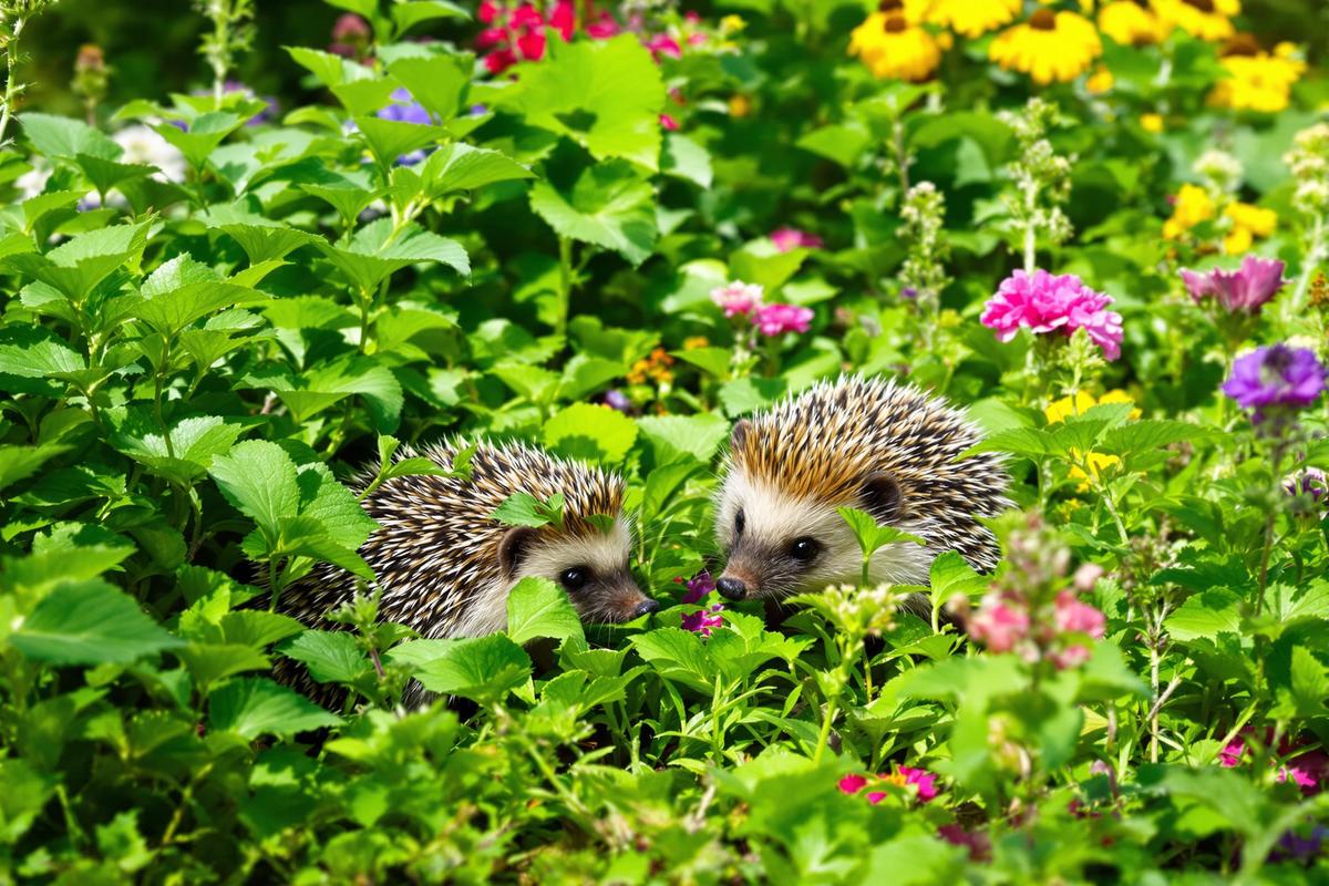 Hérisson : la plante insoupçonnée qui l’attire en masse au jardin.jpg