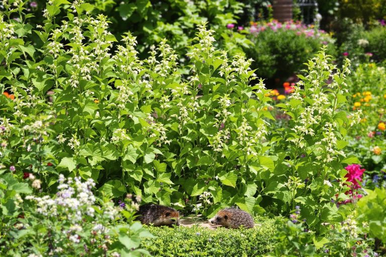 Orties : cette plante méconnue attire les hérissons et protège votre jardin.jpg