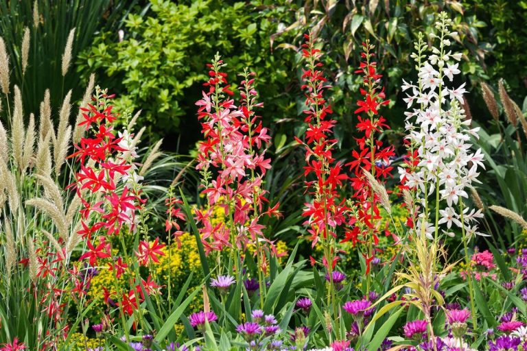 Oubliez les dahlias, cette vivace éblouissante fait danser les massifs jusqu'aux premières gelées.jpg