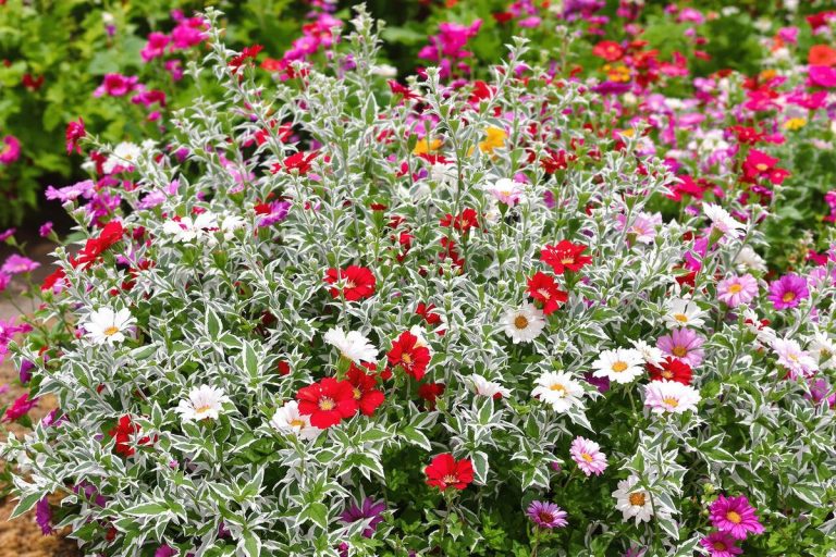 Oubliez les géraniums, cette sublime plante est la est la vivace chic et rebelle qu’il vous faut (à planter maintenant).jpg