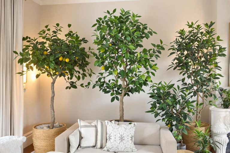 Oubliez les plantes d’intérieur banales : ces arbres en pot apportent du style et de la personnalité à votre espace.jpg