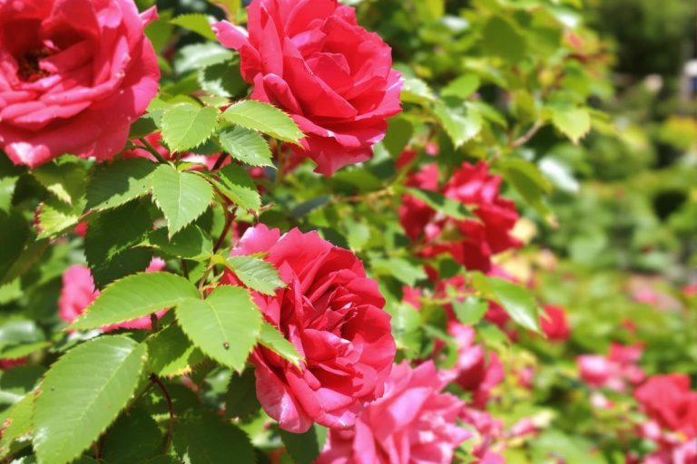 Pucerons sur les rosiers : ne vaporisez rien avant d’avoir essayé cette formidable astuce de grand-mère.jpg