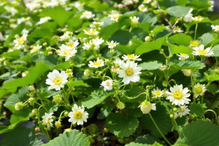 Si vos fraisiers débutent leur floraison, vous devez appliquer dès maintenant ces gestes simples pour une récolte XXL.jpg