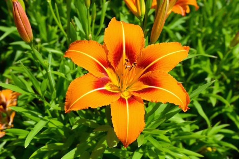 Tellement belle qu’on la croit fausse : la fleur la plus spectaculaire du printemps débarque dans les massifs (à planter en mai).jpg