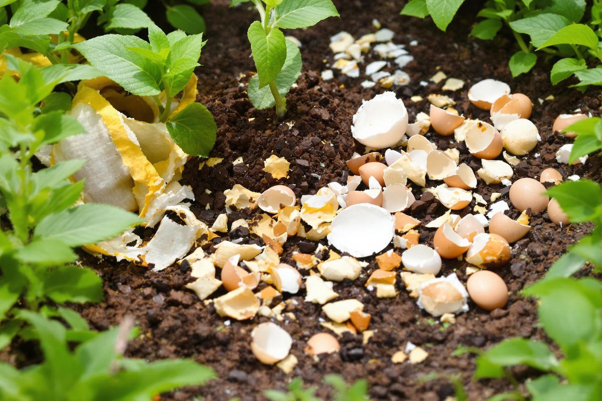 Engrais peau de banane marc de café et coquille d'œuf.jpg