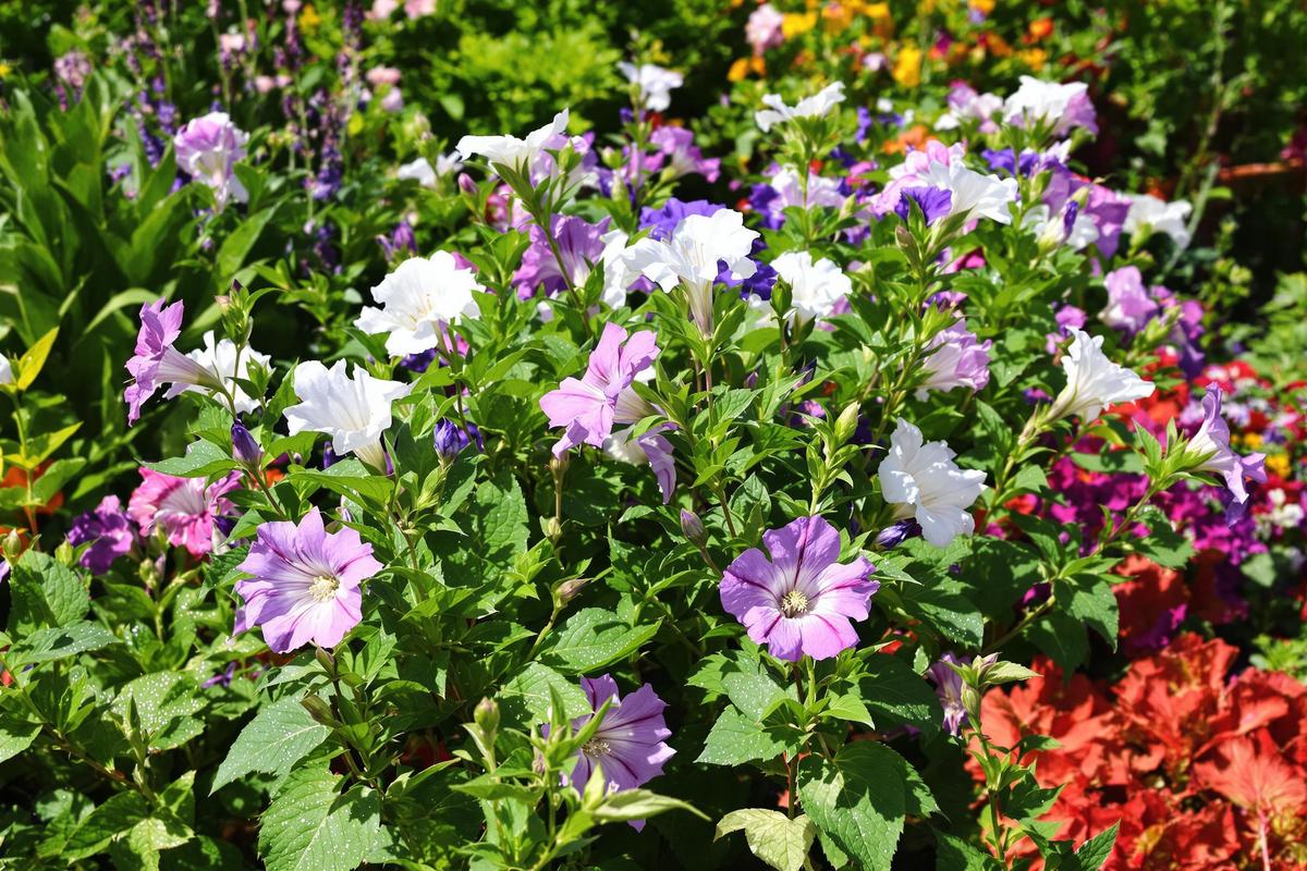 Splendide et increvable ! Cette vivace ancienne s’impose comme la star des jardins face aux caprices de la météo.jpg