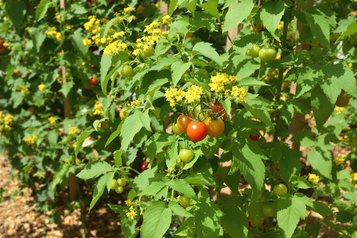 Vos tomates commencent à fleurir ? Faites ces 7 gestes clés pour une récolte vraiment spectaculaire.jpg